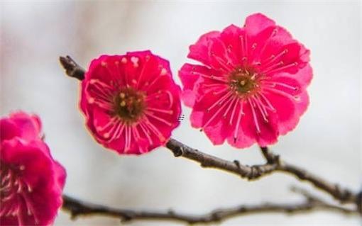 屬鼠的女和屬虎的男人婚姻配嗎 屬虎男人和屬鼠女婚姻相配嗎