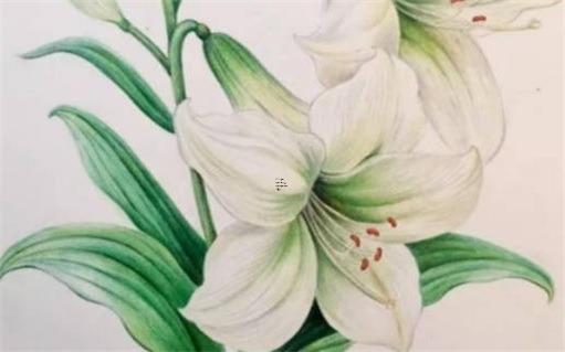 兩個(gè)人屬相不合會(huì)導(dǎo)致什么 屬相不合的兩個(gè)人在一起會(huì)怎樣？