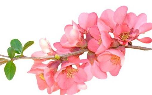 2024年沒有春天結(jié)婚好不好 2024年沒有春天結(jié)婚好不好