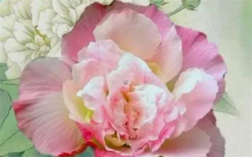 女命八字有三個桃花 女命八字有三個桃花怎么辦