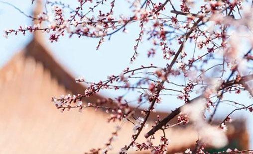 2022女孩名字帶朵的什么好聽 虎年優雅獨特的女生名