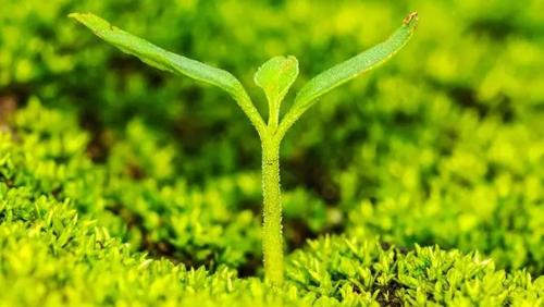 夢到打架是什么預兆