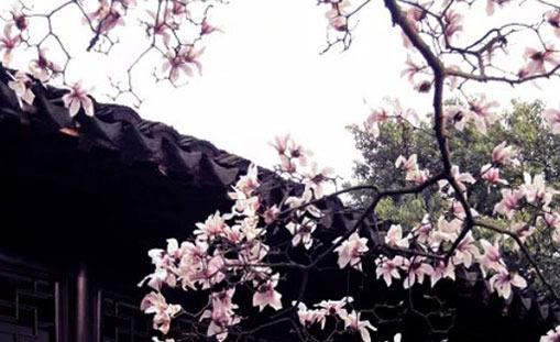 日柱寡宿,女命日柱寡宿是什么意思
