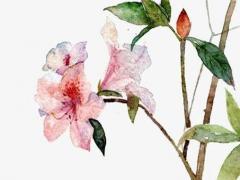 結(jié)婚屬相回避規(guī)則 結(jié)婚屬相回避規(guī)則 有哪些需要注意