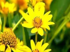 夢見打媳婦什么預兆