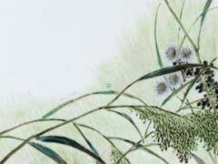 屬馬的人可以帶本命屬相嗎女生 屬馬的能帶馬嗎