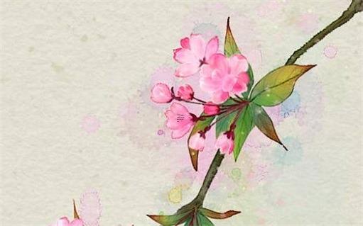 屬兔的人在虎年里應(yīng)放什么擺件,屬兔屬虎家里擺放的植物