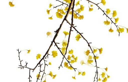 屬兔人養(yǎng)什么植物最旺財 屬兔人養(yǎng)什么植物最旺財運