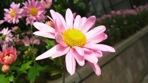 夢(mèng)見死尸是什么意思