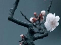 屬虎和屬馬的能合作嗎,屬虎和屬馬的人合作