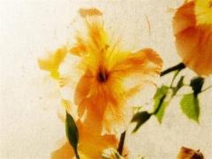 命運(yùn)往往為庸人所設(shè)計(jì)是什么意思 命運(yùn)往往是如此