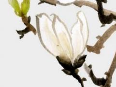 福德宮太陽化忌,太陽星在紫微斗數中的含義
