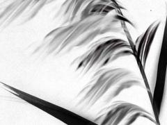 日元八字衰是什么意思 八字日元旺衰判斷原則