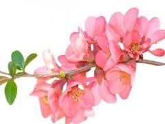 戴水晶真的可以轉(zhuǎn)運(yùn)嗎 帶水晶轉(zhuǎn)運(yùn)有科學(xué)依據(jù)嗎