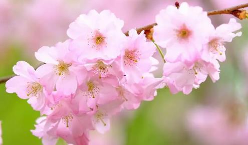 夢(mèng)見(jiàn)長(zhǎng)輩去世