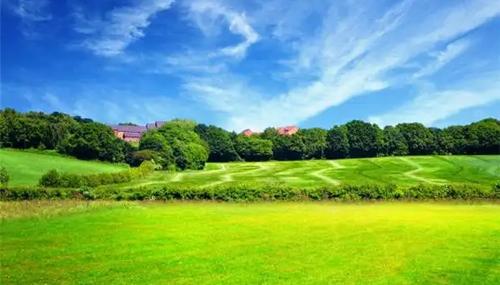 夢見很多死雞是什么意思 夢見很多死雞是什么意思