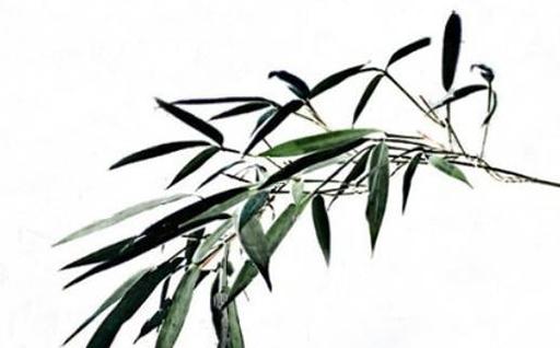 今年62歲屬狗,屬狗的六十幾了