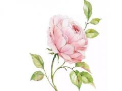 女雞寶寶好聽的名字