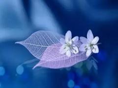 夢見花園