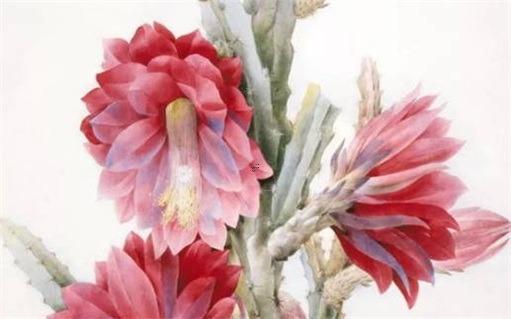 屬豬女宜戴什么首飾,屬豬女適合戴什么吊墜 屬豬女宜戴什么首飾,屬豬女適合戴什么吊墜