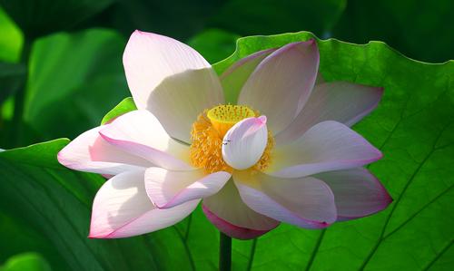 夢見收養是什么意思 夢見收養是什么意思