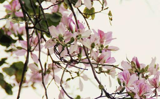 屬馬的幸運植物和幸運花是什么 屬馬人的幸運植物是什么