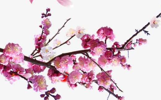 屬羊適合什么屬相結(jié)婚 屬羊的結(jié)婚忌什么屬相當(dāng)伴郎