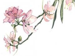 什么珠寶五行屬木 哪些珠寶屬木