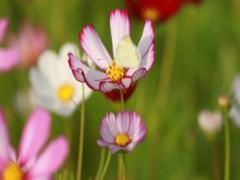 夢見花燈是什么意思