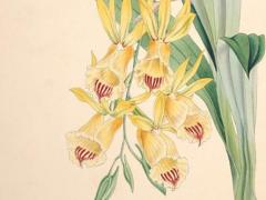 屬虎和屬猴的真的相克嗎 屬虎跟屬猴的人真的相克嗎