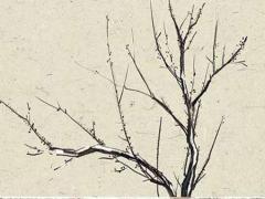 猴年出生命運怎樣樣 猴年出生命運如何