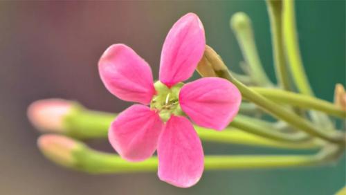 夢見自己懷孕了是啥預(yù)兆 夢見自己懷孕了是啥預(yù)兆