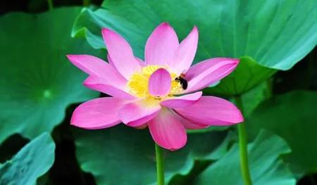 夢見殺母豬有小豬是什么意思 夢見殺母豬有小豬是什么意思