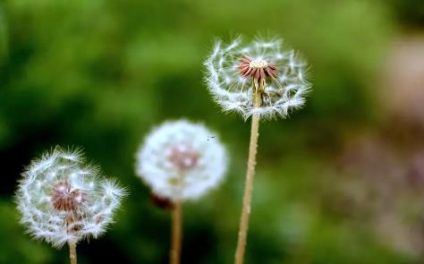 夢見葡萄干 夢見葡萄干