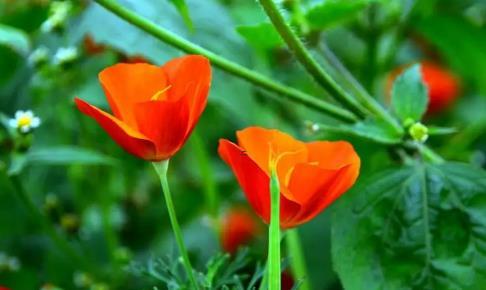 夢見買別人家的牛是什么意思 夢見買別人家的牛是什么意思