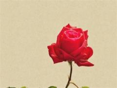68年屬猴女人的壽命,68年屬猴女健康怎么樣？