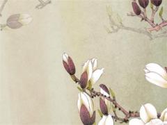 用小鳥給人看八字 小鳥看相