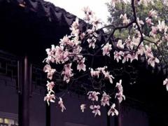 算命生辰八字婚姻配對 八字婚姻算命生辰算命