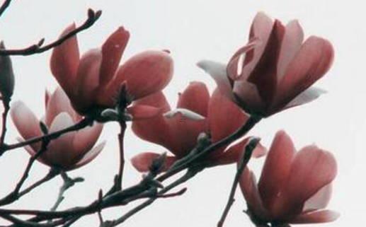 算命里的正宮是什么意思 命理正宮指的是什么