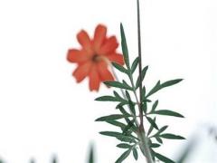 運程2023生肖羊,生肖羊2023年運勢詳解