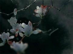 西游記與五行的關系 西游記和五行