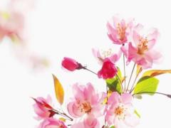 論四柱八字預測中的虛神和實神 八字虛神是什么意思