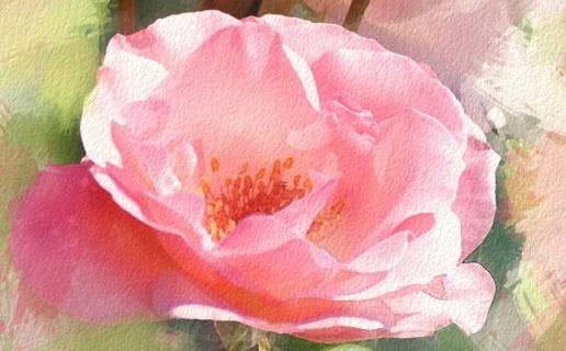 小說名字取什么好聽的名字 小說名字取什么好聽的名字