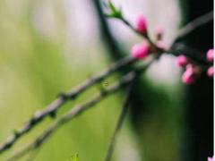 娶送女客忌三相解釋包括伴娘伴郎嗎 娶送女客忌三相與伴娘有關嗎