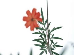 蛇跟羊婚姻相配嗎 蛇和羊婚姻是否相配