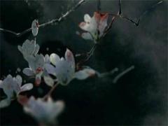 鼠年每月運(yùn)程月運(yùn)程宋韶光 鼠年運(yùn)勢宋韶光