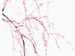 生肖屬虎2025年3月訂婚日子精選 2025年3月訂婚最佳日子是什么