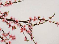 生肖屬狗2025年3月開工吉日老黃歷 2025年3月生肖狗能動土嗎為什么