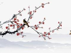 本命年為什么要戴兔羊虎狗,本命年為啥戴生肖東西啊