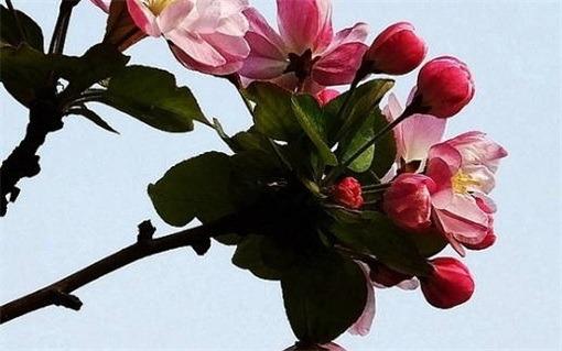 大鬧天空是什么生肖 大鬧天空的動(dòng)物在十二生肖里是什么動(dòng)物